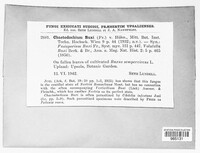 Pseudonectria buxi image
